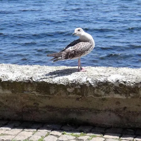 Seafront Im Apartment *